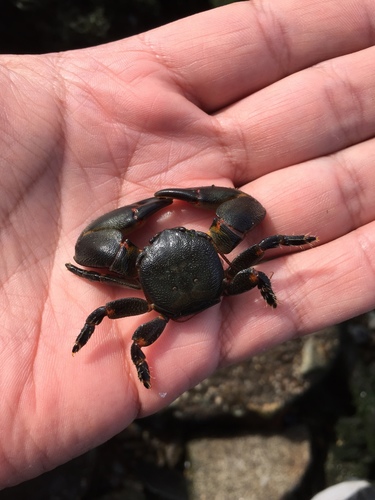 Petrolisthes laevigatus