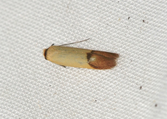 Tachystola stenoptera
