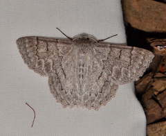 Crypsiphona tasmanica