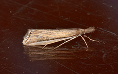 Hednota invalidellus