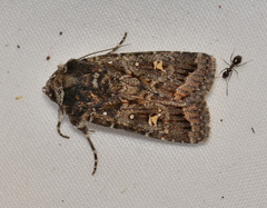 Proteuxoa marginalis