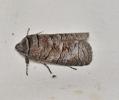 Culama alpina