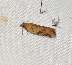 Constrictana constrictana