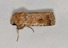 Proteuxoa senta