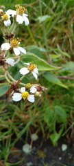 Alloispermum