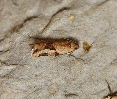 Clepsis therina