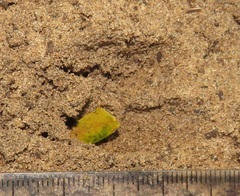Cephalophorus natalensis natalensis