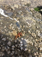 Cyclograpsus cinereus