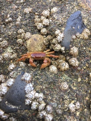 Cyclograpsus cinereus