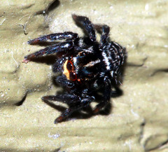Saitis virgatus