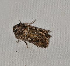 Ectopatria horologa
