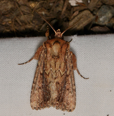 Dasygaster ligniplena