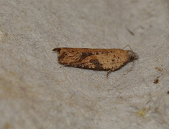 Constrictana constrictana