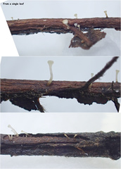 Hymenoscyphus dearnessii