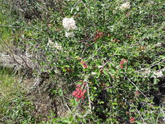 Ceanothus fendleri