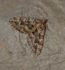 Epyaxa agelasta