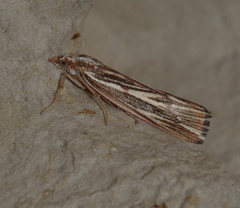 Rhynchopsota delogramma