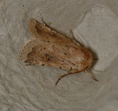 Proteuxoa senta