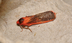 Scoliacma bicolora