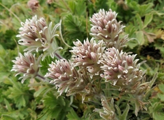 Castilleja nana