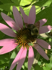 Bombus griseocollis