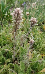 Castilleja nana
