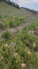 Castilleja nana