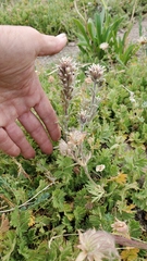 Castilleja nana