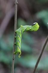 Acherontia