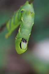 Acherontia