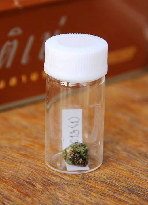 Edible-nest Swiftlet