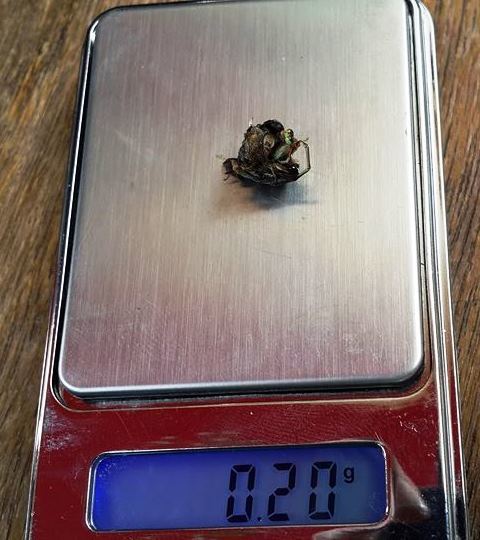 Edible-nest Swiftlet