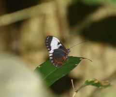 Heliconius cydno