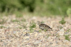 Calcarius ornatus