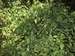 Isoglossa woodii