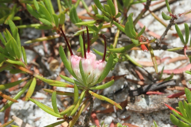 Darwinia grandiflora