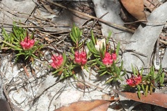 Darwinia grandiflora