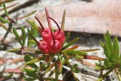 Darwinia grandiflora