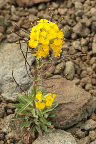 cascade wallflower (Erysimum arenicola)