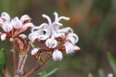 Grevillea sphacelata