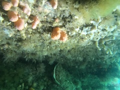 Alcyonium