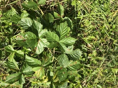 Rubus steelei