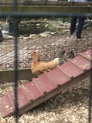 Gallus gallus domesticus