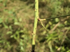 Rubus steelei