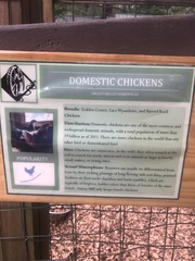Gallus gallus domesticus