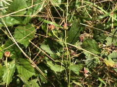 Rubus steelei