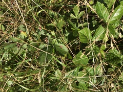 Rubus steelei