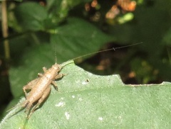 Mogoplistidae