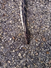 Pseudelaphe phaescens