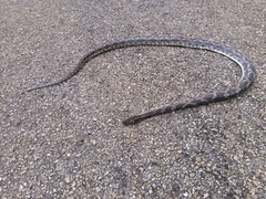 Pseudelaphe phaescens